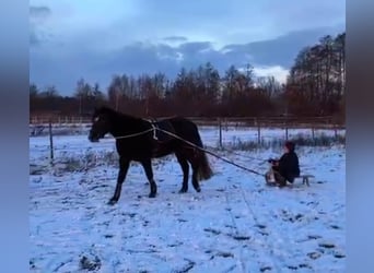 Connemara, Gelding, 4 years, 14,3 hh, Grey-Dapple