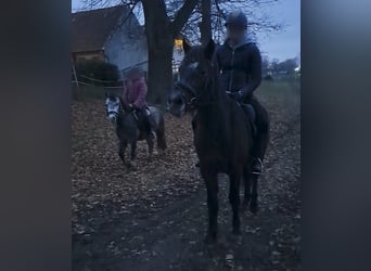 Connemara, Gelding, 4 years, 14,3 hh, Grey-Dapple