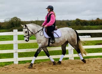 Connemara, Gelding, 4 years, 14,3 hh, Grey