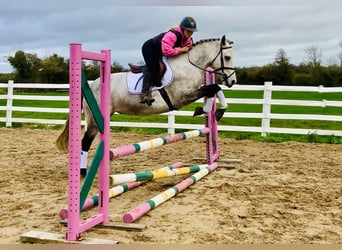 Connemara, Gelding, 4 years, 14,3 hh, Grey