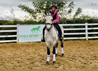 Connemara, Gelding, 4 years, 14,3 hh, Grey