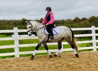 Connemara, Gelding, 4 years, 14,3 hh, Grey