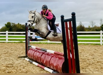 Connemara, Gelding, 4 years, 14,3 hh, Grey
