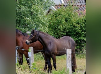 Connemara, Gelding, 4 years, 14,3 hh