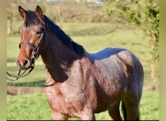 Connemara, Gelding, 4 years, 14,3 hh, Roan-Red