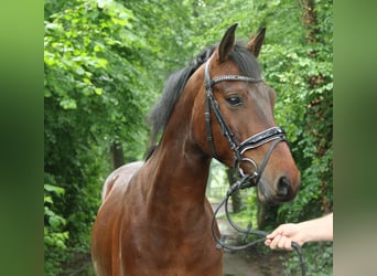 Connemara, Gelding, 4 years, 15.1 hh, Brown