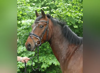 Connemara, Gelding, 4 years, 15.1 hh, Brown