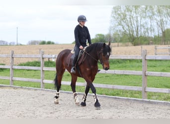 Connemara, Gelding, 4 years, 15.1 hh, Brown