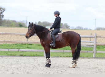 Connemara, Gelding, 4 years, 15.1 hh, Brown