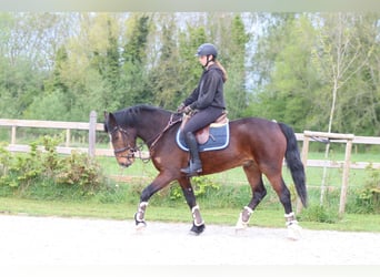 Connemara, Gelding, 4 years, 15.1 hh, Brown