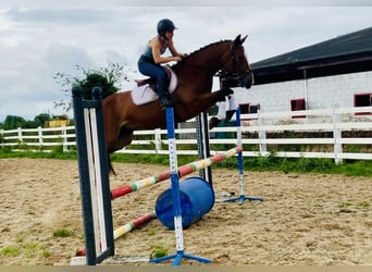 Connemara, Gelding, 4 years, 15,1 hh, Brown