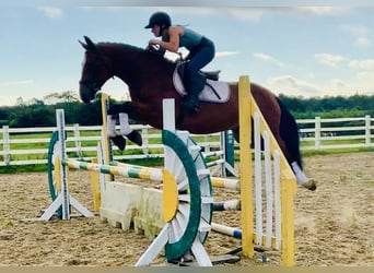 Connemara, Wallach, 4 Jahre, 15,1 hh, Brauner