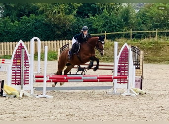 Connemara, Wallach, 4 Jahre, 15,1 hh, Brauner