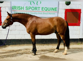 Connemara, Gelding, 4 years, 15,1 hh, Brown