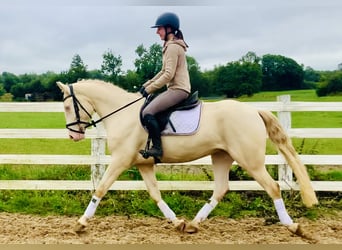 Connemara, Gelding, 4 years, 15.1 hh, Cremello