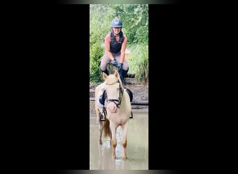 Connemara, Gelding, 4 years, 15.1 hh, Cremello