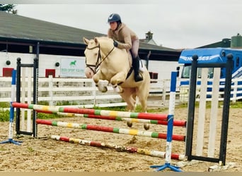 Connemara, Gelding, 4 years, 15.1 hh, Cremello