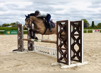 Connemara, Gelding, 4 years, 15.1 hh, Dun