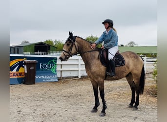 Connemara, Gelding, 4 years, 15.1 hh, Dun