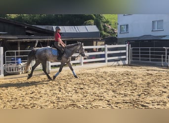 Connemara, Gelding, 4 years, 15.1 hh, Grey-Dapple