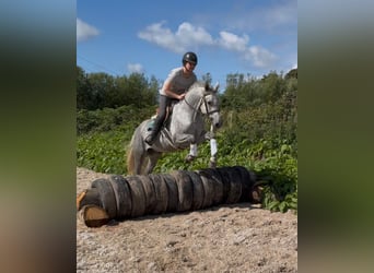 Connemara, Gelding, 4 years, 15.1 hh, Grey-Dapple