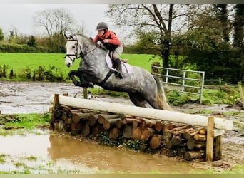 Connemara, Gelding, 4 years, 15.1 hh, Grey