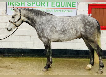 Connemara, Gelding, 4 years, 15.1 hh, Grey