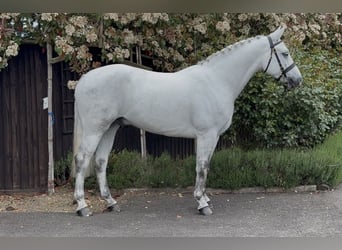 Connemara, Gelding, 4 years, 15.1 hh, Grey