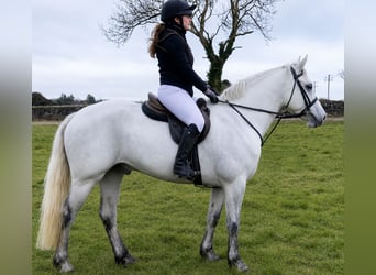 Connemara, Gelding, 4 years, 15.1 hh, Grey