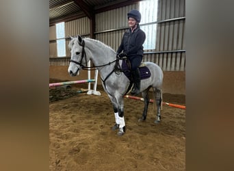 Connemara, Gelding, 4 years, 15.1 hh, Grey