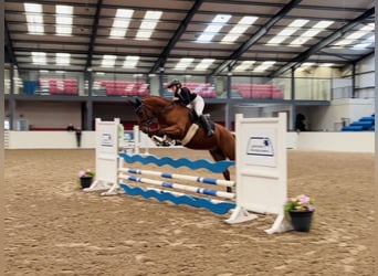 Connemara, Gelding, 4 years, 15.2 hh, Bay