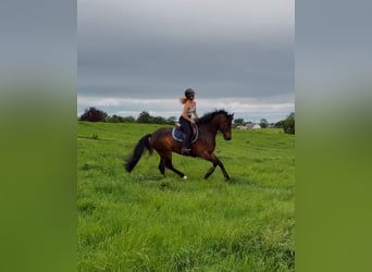 Connemara, Gelding, 4 years, 15 hh, Bay