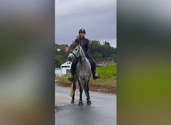 Connemara, Gelding, 4 years, 15 hh, Brown Falb mold