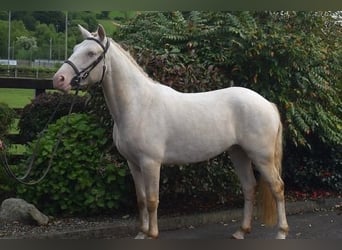 Connemara, Gelding, 4 years, 15 hh, Cremello