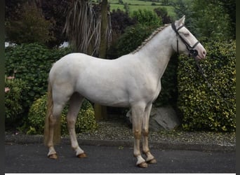 Connemara, Gelding, 4 years, 15 hh, Cremello