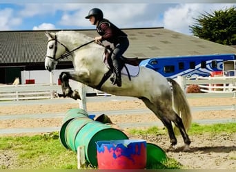 Connemara, Gelding, 4 years, 15 hh, Gray-Dapple