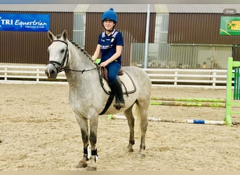 Connemara, Gelding, 4 years, 15 hh, Gray