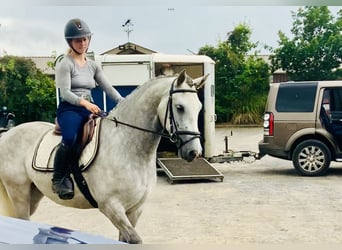 Connemara, Gelding, 4 years, 15 hh, Gray