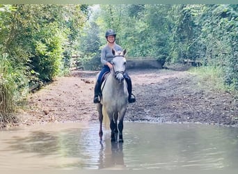 Connemara, Gelding, 4 years, 15 hh, Gray