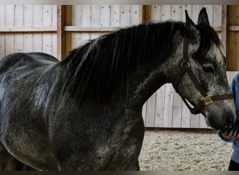 Connemara, Gelding, 4 years, 15 hh, Grey