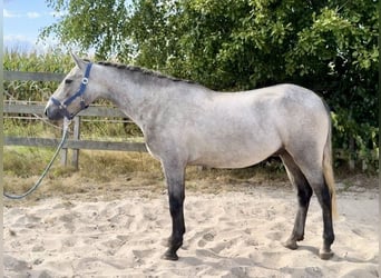 Connemara, Gelding, 4 years, 15 hh, Grey