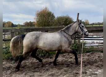 Connemara, Gelding, 4 years, 15 hh, Grey
