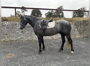 Connemara, Gelding, 4 years, 15 hh, Grey