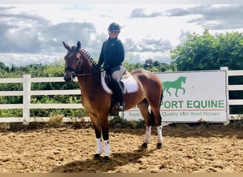 Connemara, Gelding, 4 years, 15,1 hh, Brown