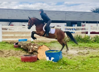Connemara, Gelding, 4 years, 15,1 hh, Brown