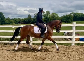 Connemara, Gelding, 4 years, 15,1 hh, Brown