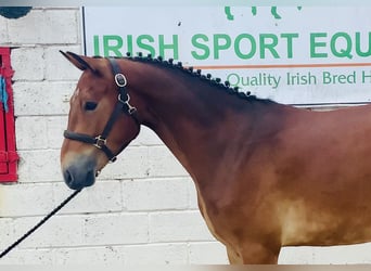 Connemara, Gelding, 4 years, 15,1 hh, Brown