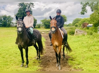 Connemara, Gelding, 4 years, 15,1 hh, Brown