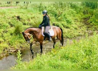 Connemara, Gelding, 4 years, 15,1 hh, Brown