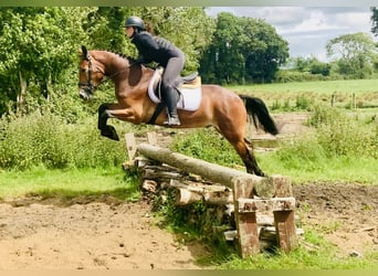 Connemara, Gelding, 4 years, 15,1 hh, Brown